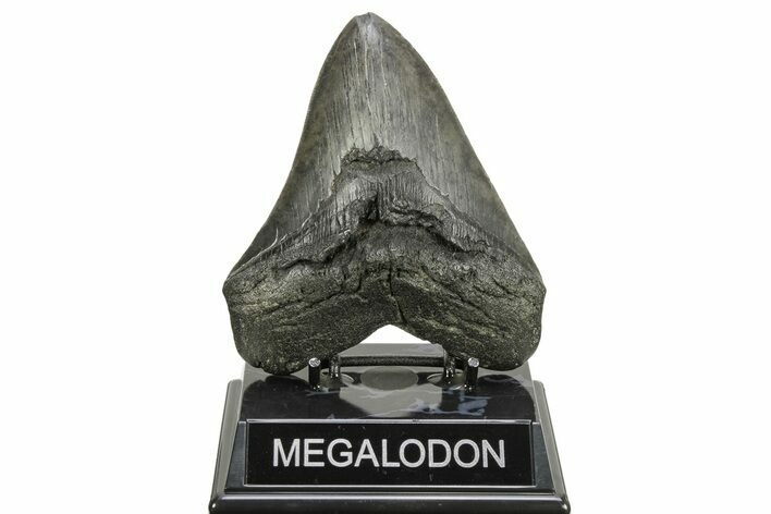 Fossil Megalodon Tooth - South Carolina #261172